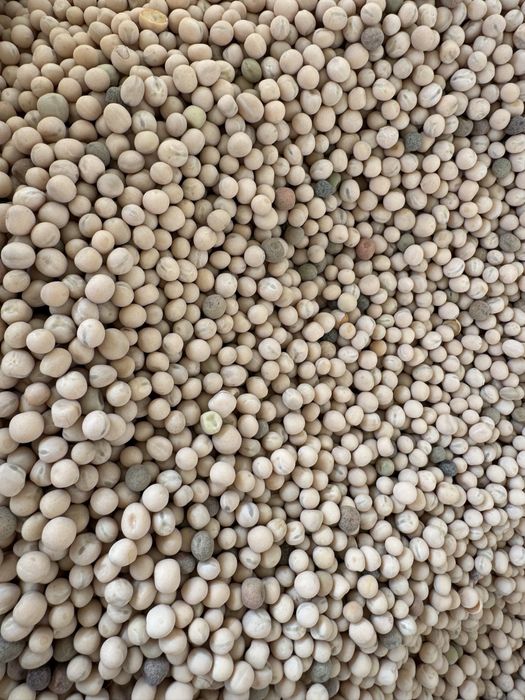 Vand samanta mazare SALAMANCA C1