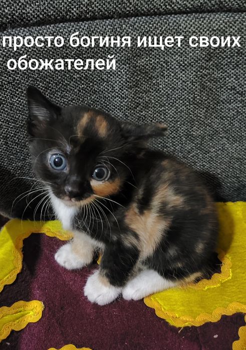 Хвостатый друг ищет дом