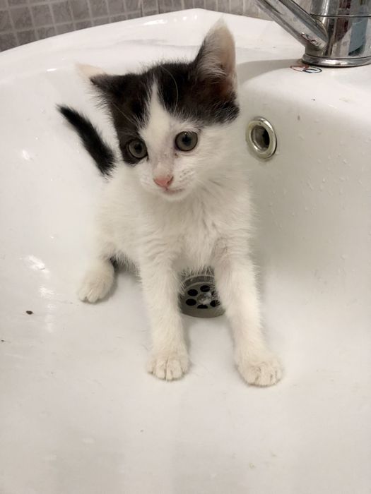 Отдам трёхмесячных котят даром Бесплатно