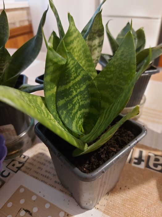 Сансевиера Хани.