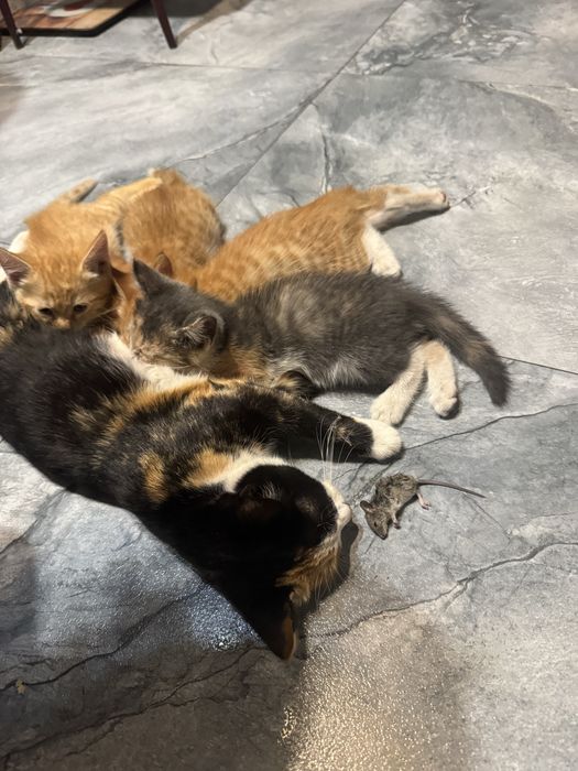 Отдам котят в добрые руки