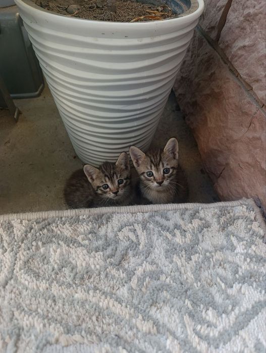 Котятя 1.5 месяца