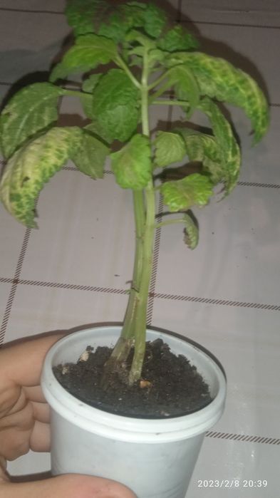 продам три черенок