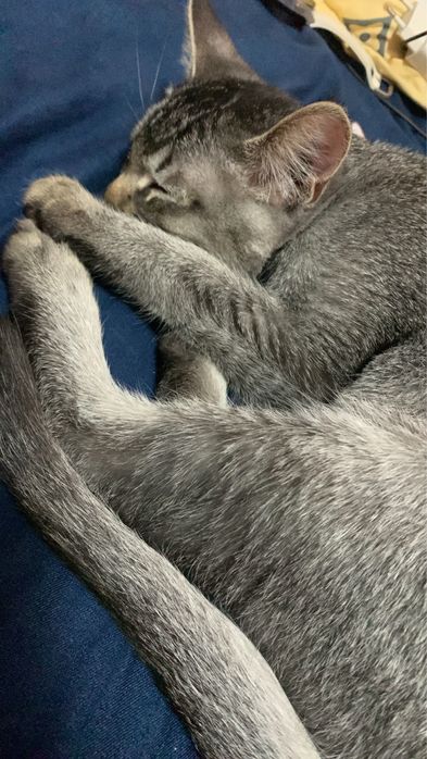 отдам котенка в добрые руки