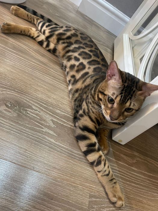 Бенгальские котята с документами.