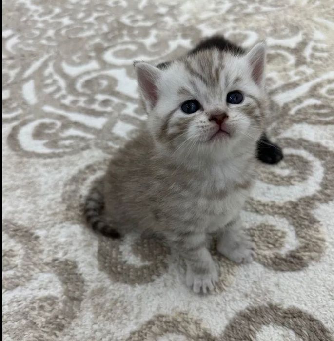 Котята скоттиш страйт