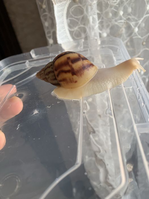 Ulitka Uzbekistan • Snail fermasi •