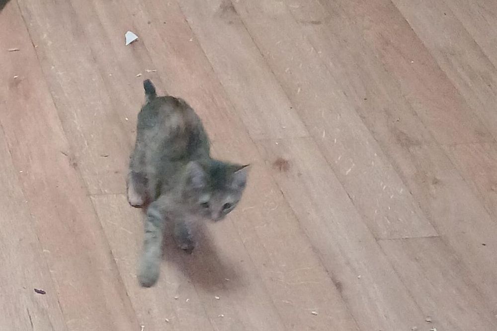 Котята бесплатно