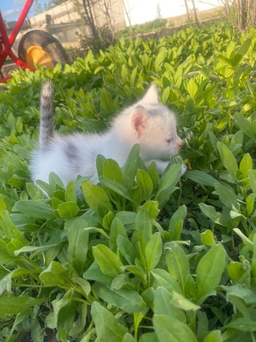 Котёнок-мальчик ищет свой дом!