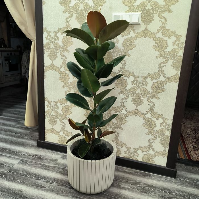 Фикус цветы длина 130см