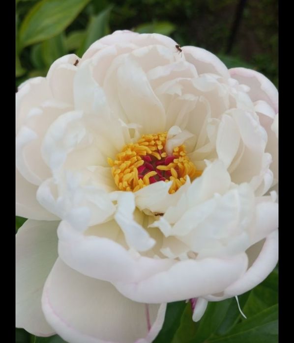 Пион травянистый корни