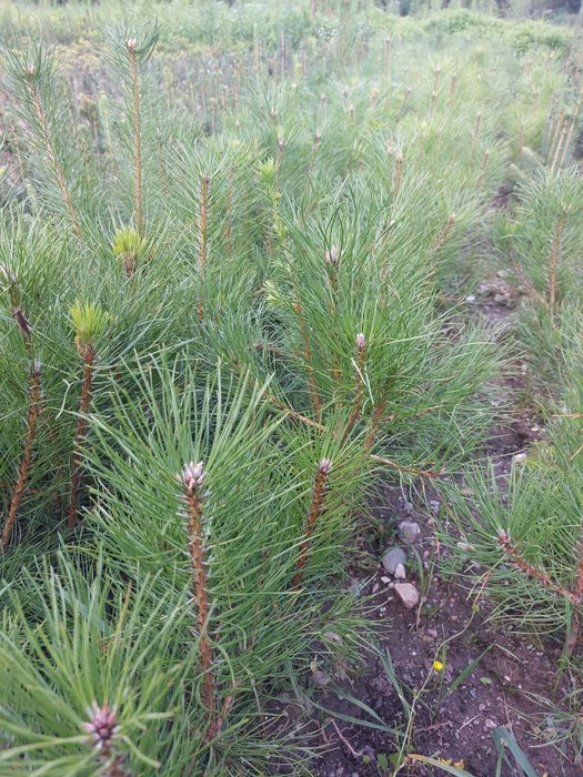 Puieti pin negru- Pinus Nigra austriaca- calitate Premium