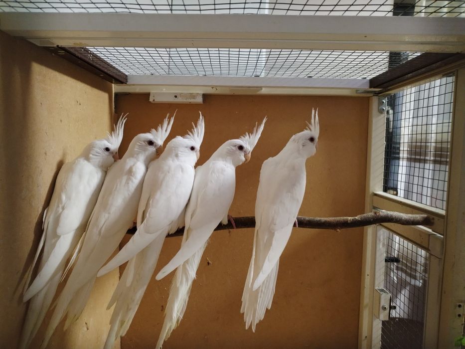 Pereche Nimfe mature albino/lutino