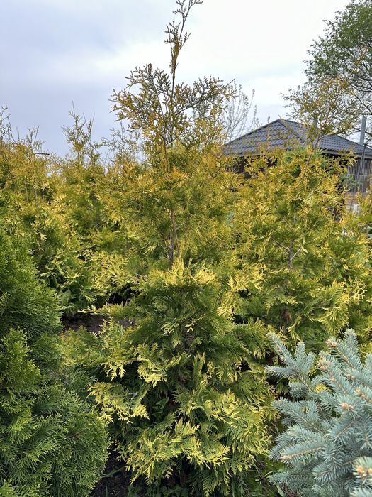 Продажа хвойных деревьев,