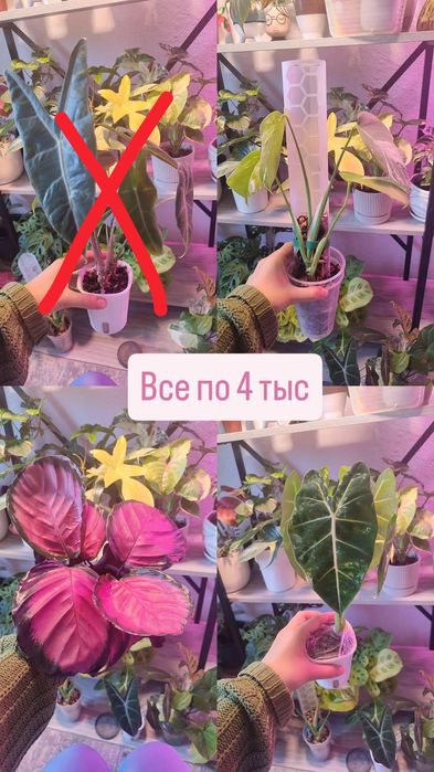 Распродаже комнатных цветов