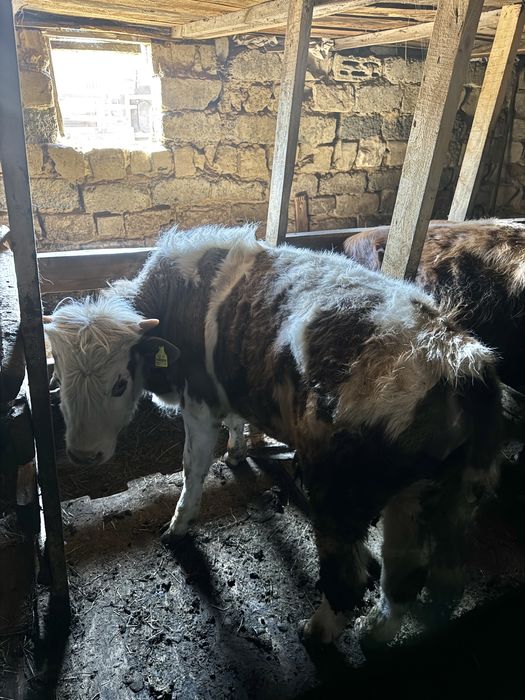 Бұқа, бычков, быка