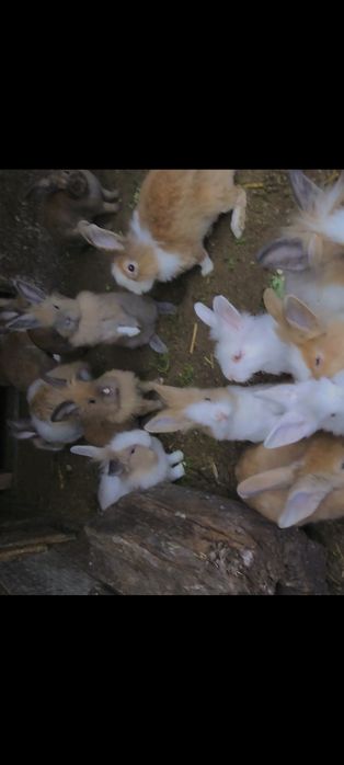 Iepuri de vânzare !