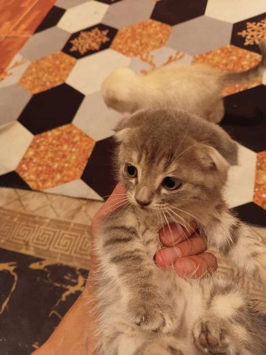 Продам британских вислоухих котят