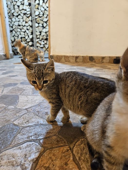 Dau spre adopție 3 pui de pisică – fetițe și un motan de 1 an.