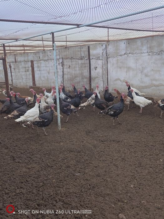 Продаются индюшки