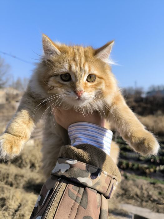 Котенок девочка 4 месяца