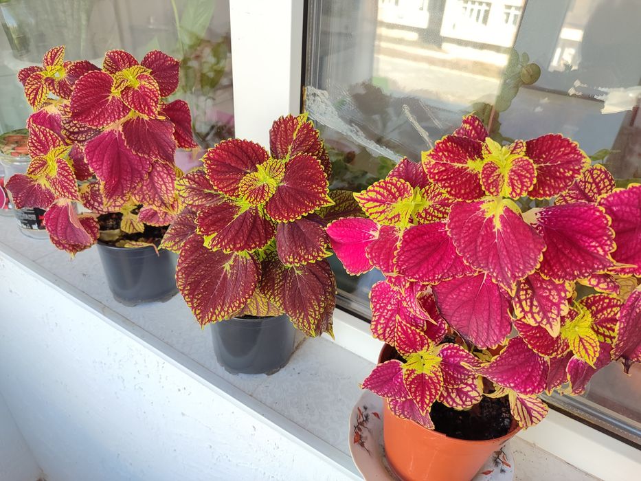 Комнатные цветы, колеусы и герани