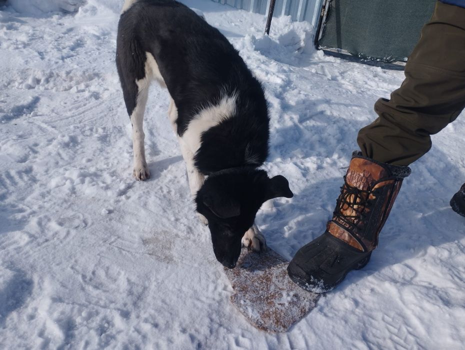 Щенок 3-4 месяцев