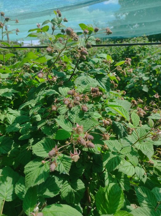 Butasi zmeura  laszka