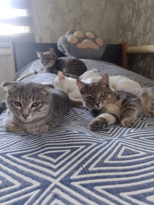 Отдам котят в добрые руки