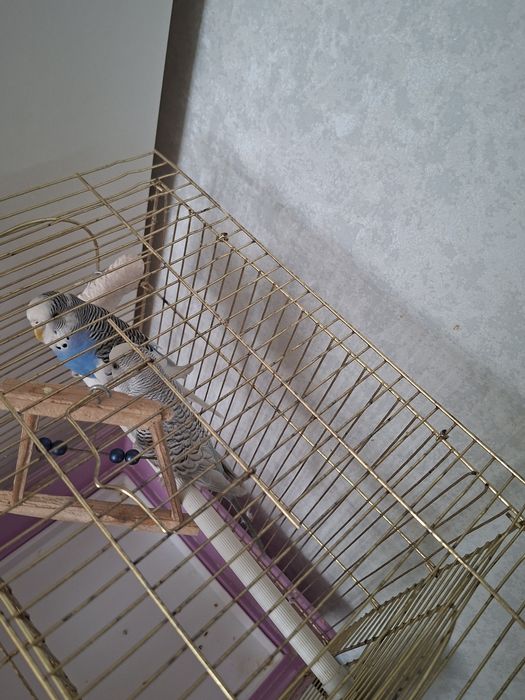 Продам волнистых попугаев