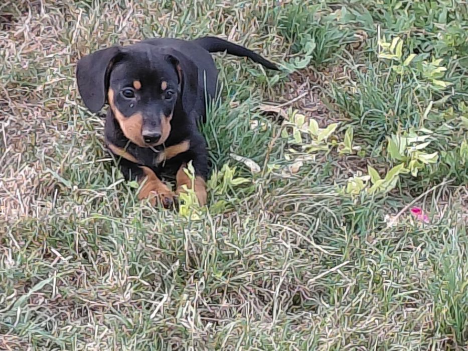 Pui de Techel spre adoptie