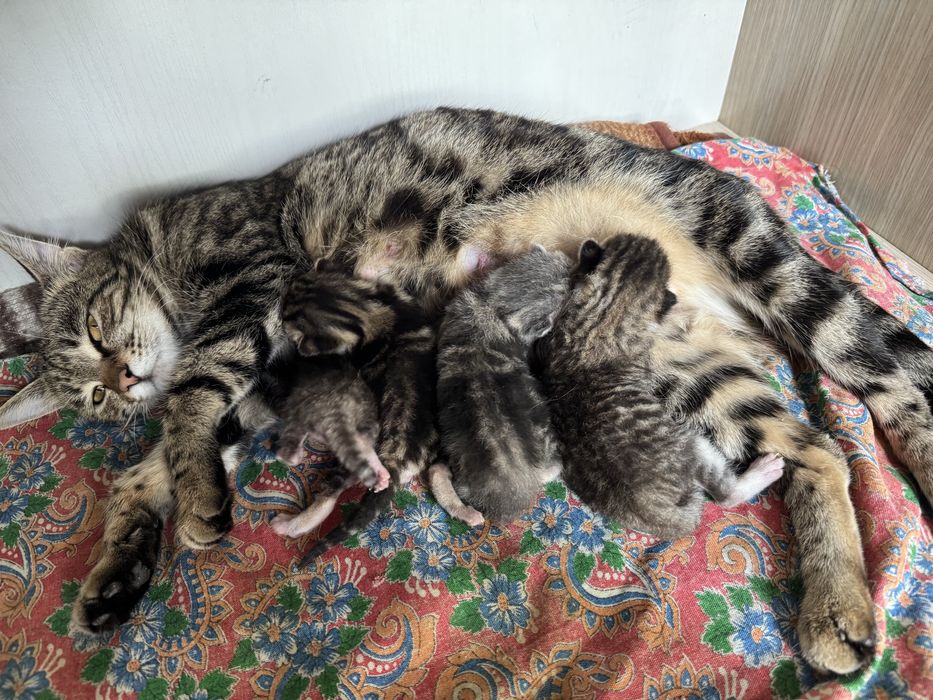 Uy mushugi sotiladi 4 ta bolasi bilan. 1 hafta boʻldi tuqqaniga