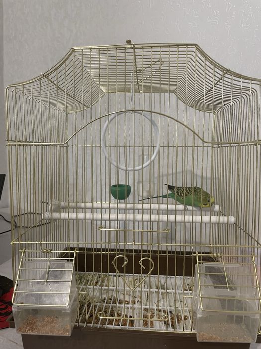 Попугайчик с клеткой