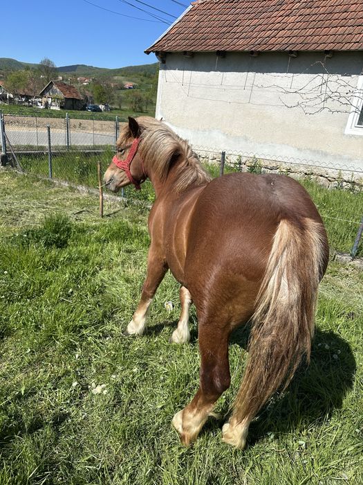 Manza sarga de un an .