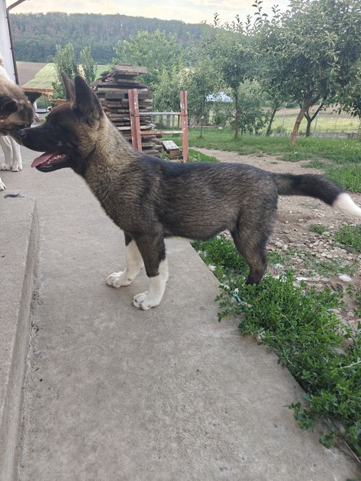 Mascul Akita american