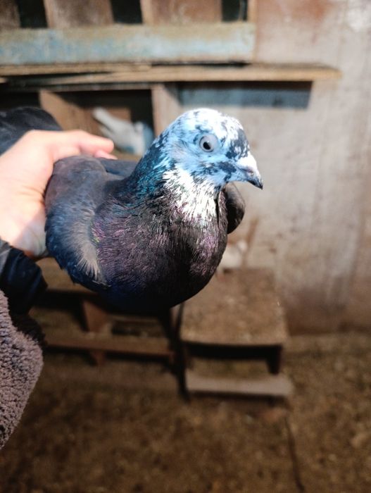 Голубь самецож .