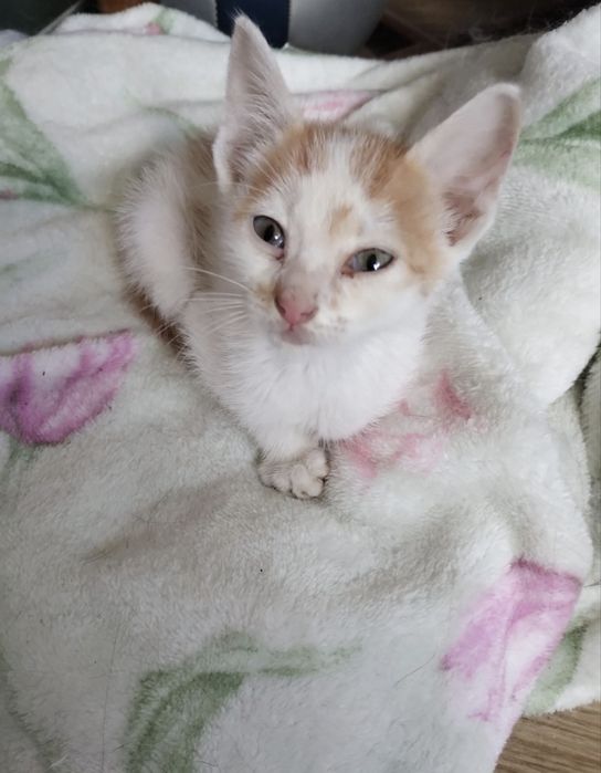 Бебе коте търси дом