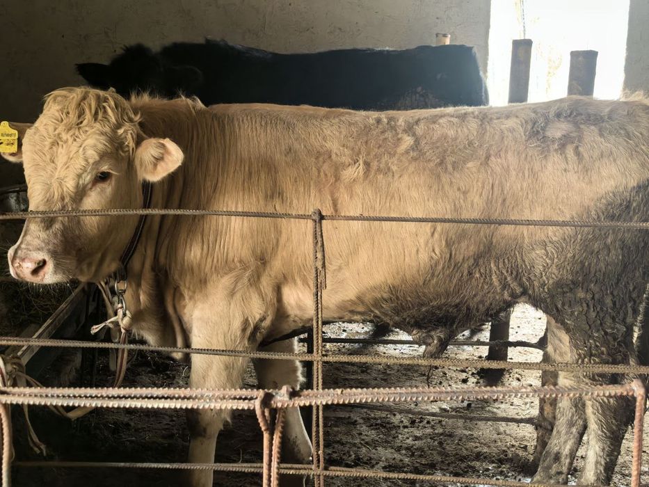 Buqacha sotiladi srochna