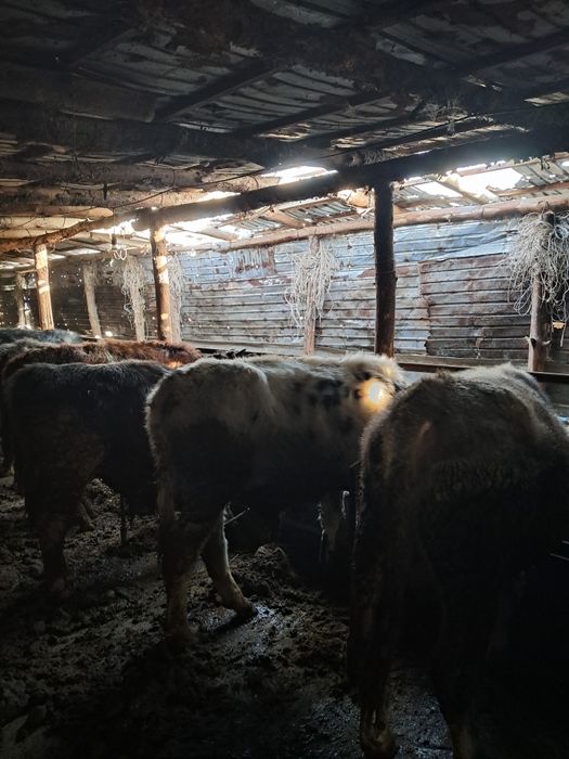 Продам телят все бычки