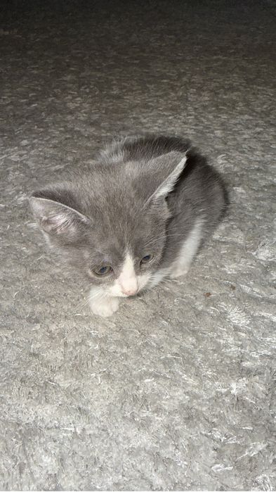 Отдам в хорошие руки