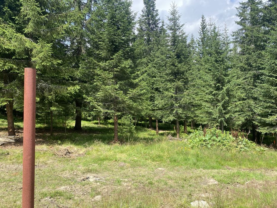 Teren Buscat aproape de pârtie