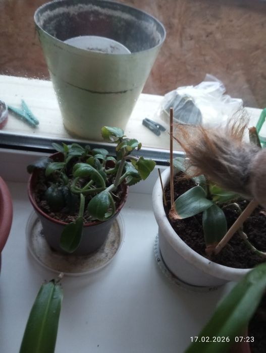 Продаю цветы комнатные