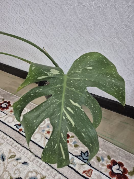 Монстера тайское созвездие комнатный цветок
