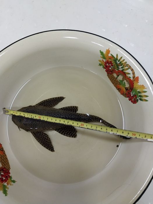 Продам или меняю сома птеригоплихт