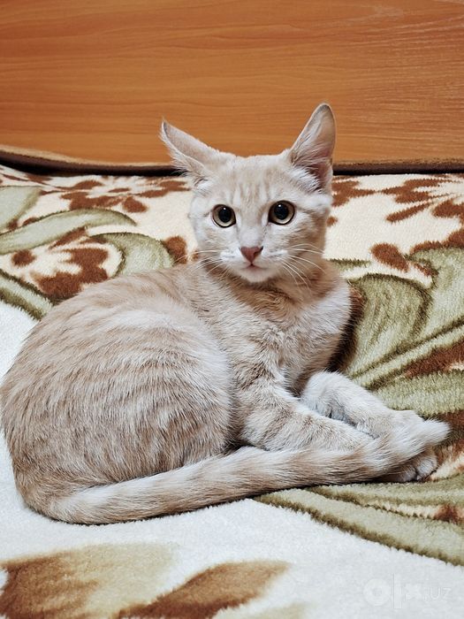 Отдам бесплатно котёнка девочку на половину породистую