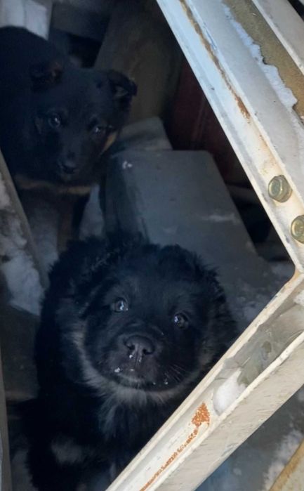 Отдадим щенков в хорошие руки.