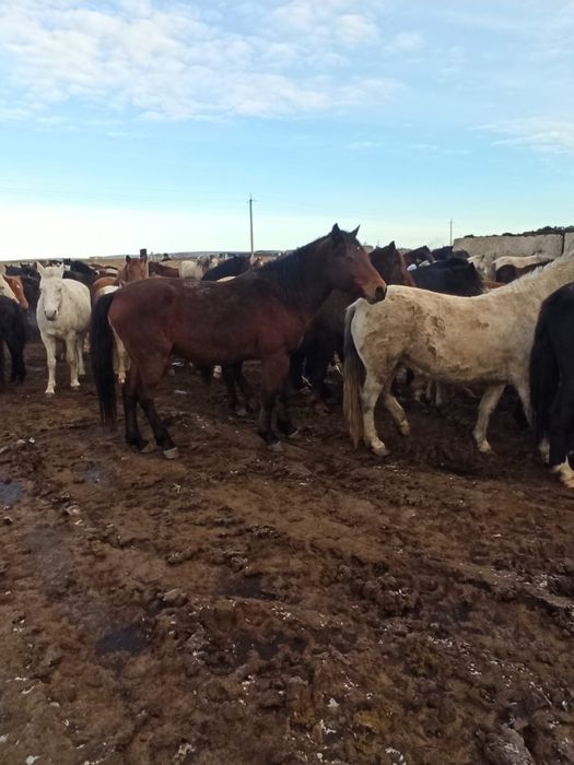 Айғыр / Жеребец продаю