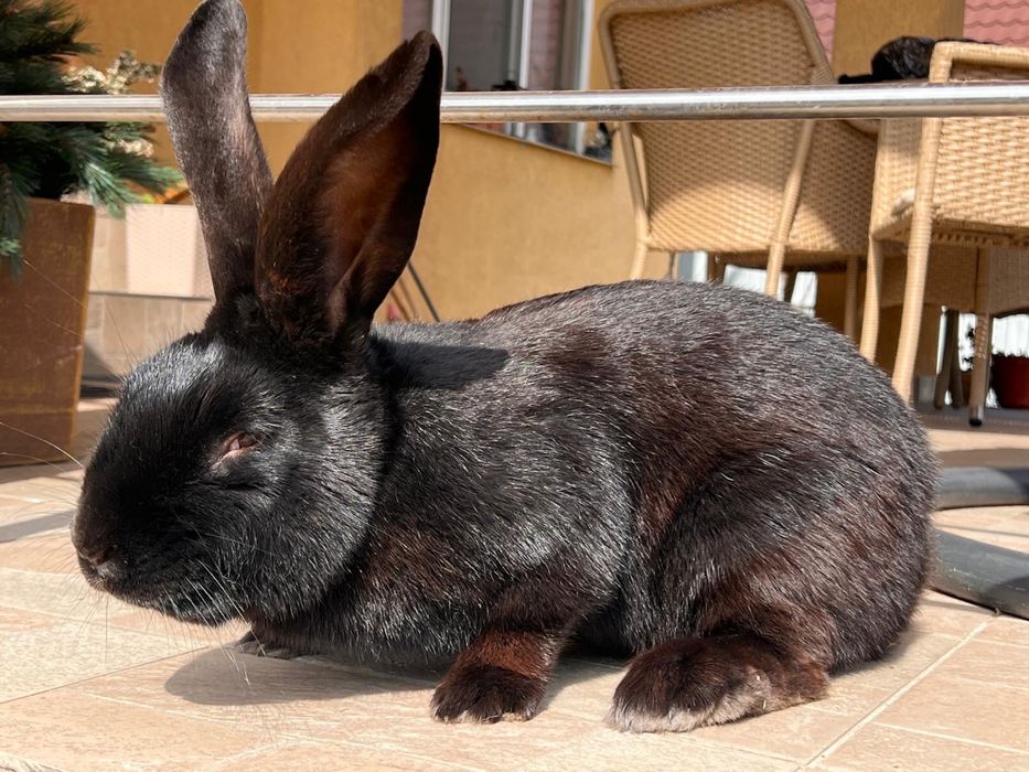 Mascul Fluture German Janet Negru