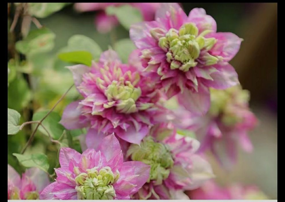 Цветы      цветы