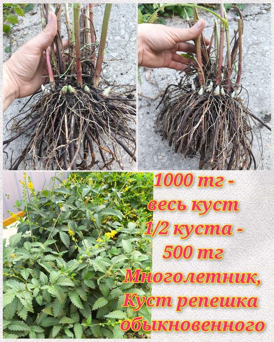 Саженцы садовых, луковицы, делёнки